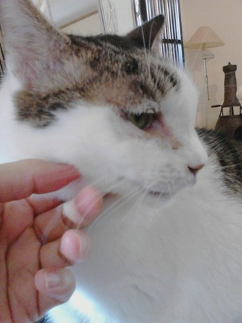 かくれんぼが上手なおもちゃん