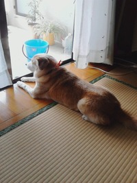物思いにふけるハッピー