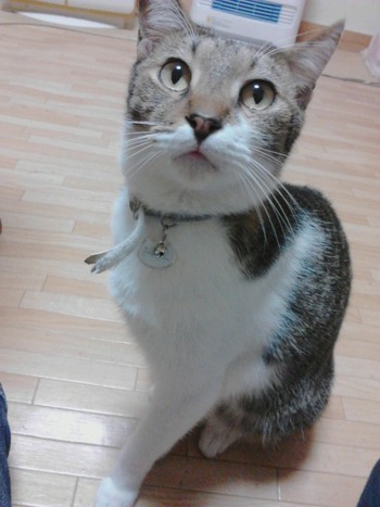 ４匹のお留守番