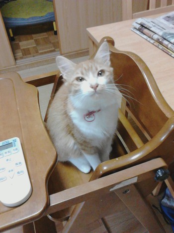 ３匹の