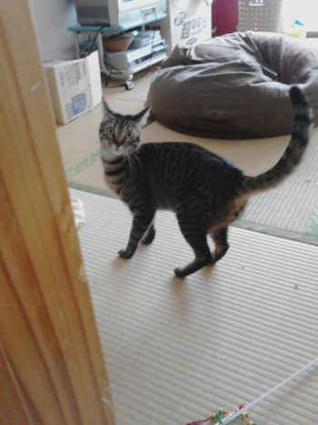元気いっぱいな猫ちゃん