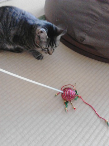 元気いっぱいな猫ちゃん