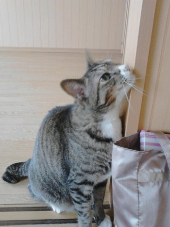 ホワイトソックスのルビーちゃん