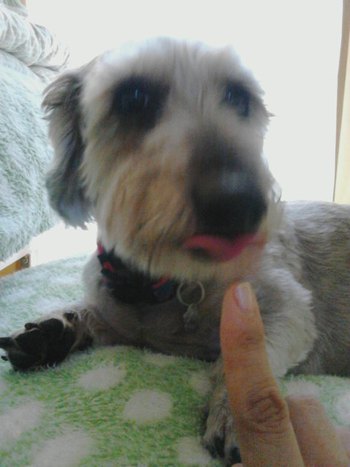 やっぱり犬が好き