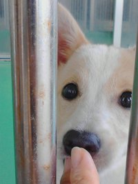 沖縄県動物愛護センター
