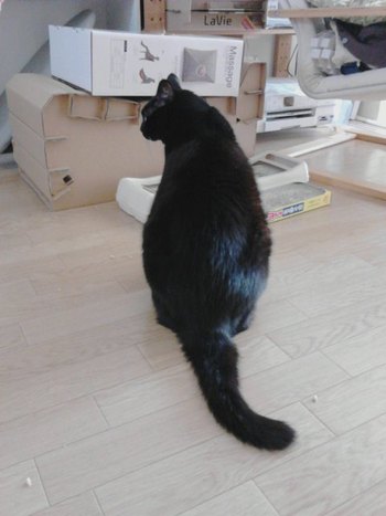大人のアークちゃん
