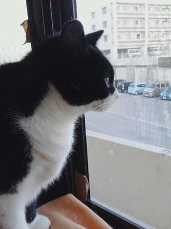 貫禄のあるコマちゃん