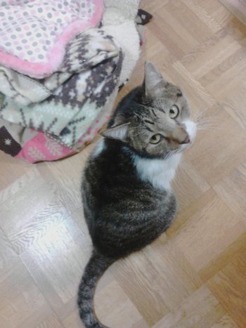 ３匹の