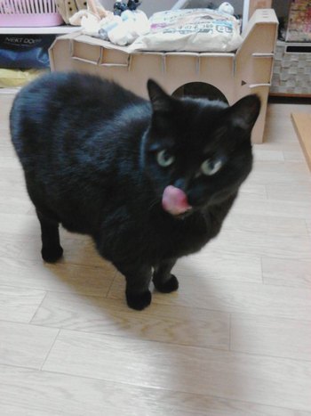 毎年お正月は