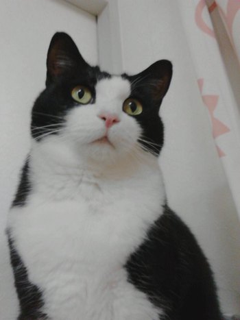仲良しニャンズのお留守番