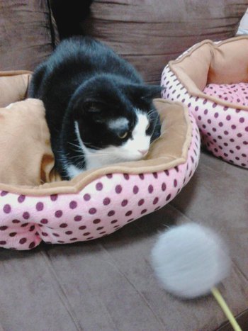 仲良しニャンズのお留守番
