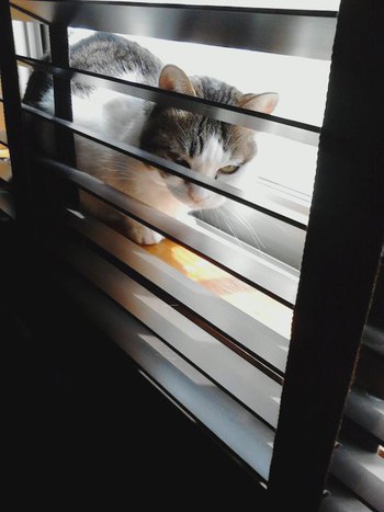 お目目が～