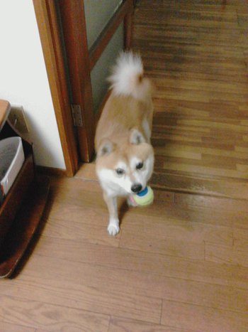愛らしいワンコ