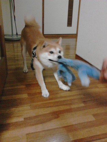 愛らしいワンコ