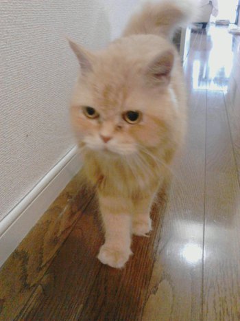 小さなライオン？？