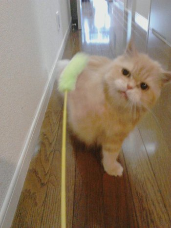 小さなライオン？？