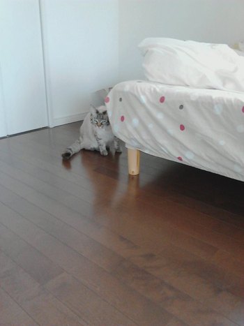 新入りの海ちゃん