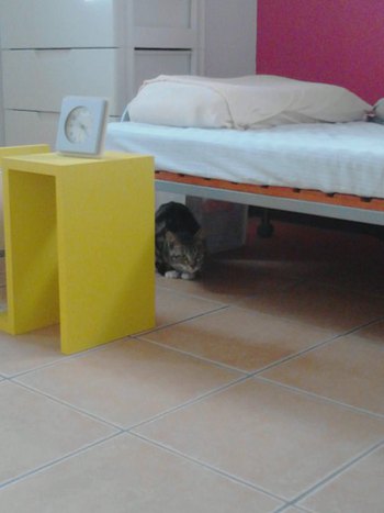 超怖がりな子猫ちゃんが