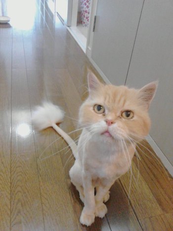 小さなライオン？？