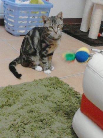 超怖がりな子猫ちゃんが