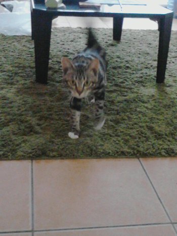 超怖がりな子猫ちゃんが