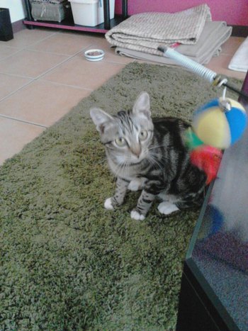 超怖がりな子猫ちゃんが