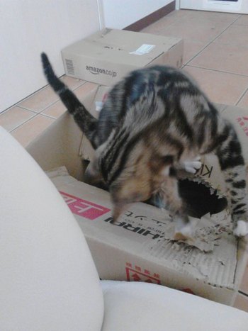 超怖がりな子猫ちゃんが