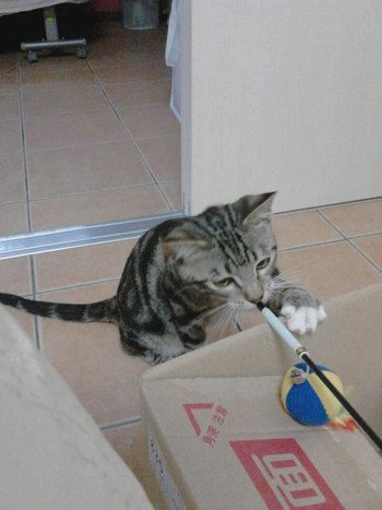 超怖がりな子猫ちゃんが