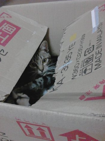 超怖がりな子猫ちゃんが