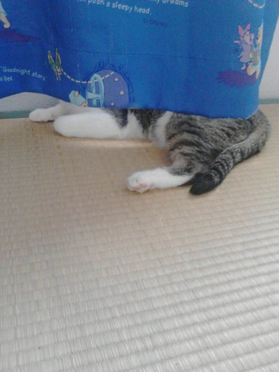 頭隠して尻隠さず～