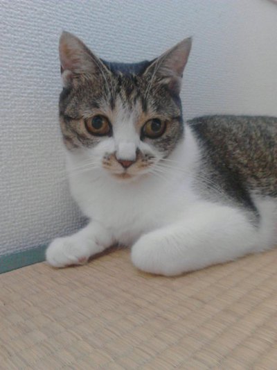 頭隠して尻隠さず～