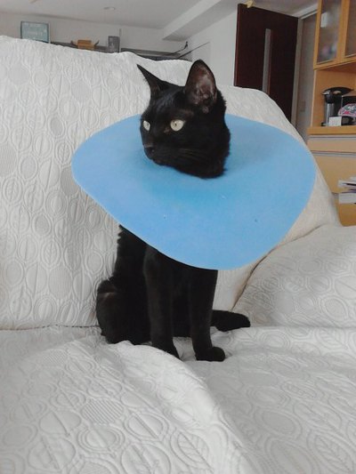 猫の世界も猫関係が？