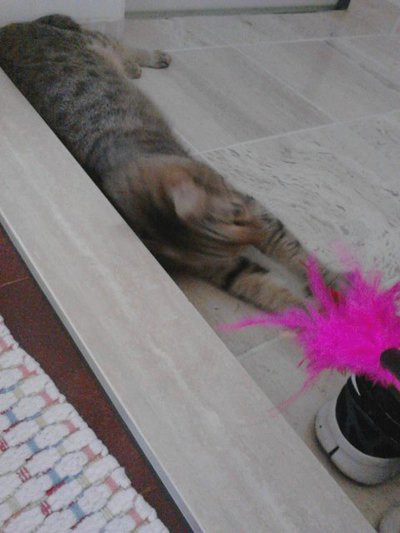 猫の世界も猫関係が？