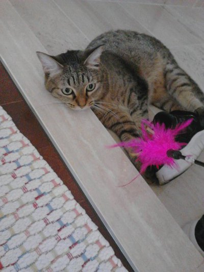猫の世界も猫関係が？
