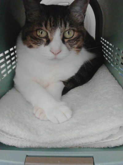 猫の世界も猫関係が？