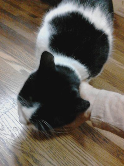 丸くなったチヨちゃん