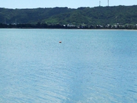 沖に浮いていた玉浮きが釣れた❗️