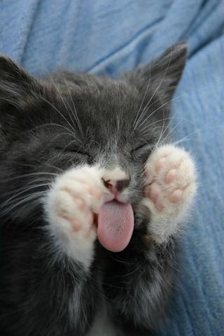 フランス人は猫舌が好きだってどういうこと ひつじフランス語教室
