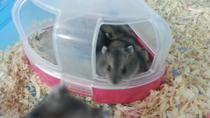 里親探し