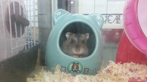 里親探し