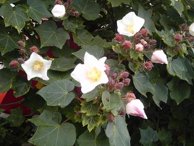 蕾がたくさん！