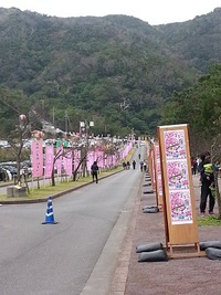 本部八重岳桜まつり♪