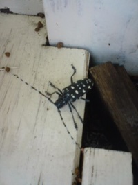 カミキリ虫？ 2009/06/09 11:52:36