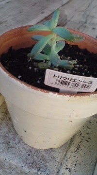 (o・v・o) 2009/10/29 17:31:13