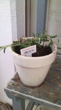 ミカヅキネックレス！ 2010/04/16 13:48:37