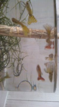 グッピーちゃん！ 2010/08/03 14:31:11