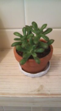 多肉植物。。 2010/11/09 12:32:02