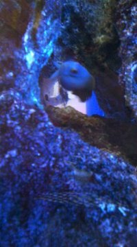 ナメラヤッコ 2011/04/28 19:17:07