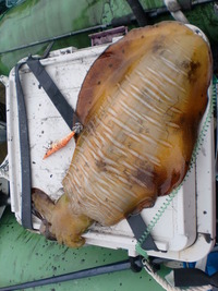 たかが釣り、されど釣り・・・ 2012/05/30 13:34:07
