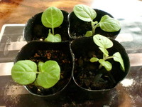 はやく実が食べたい・・・ 2012/07/13 09:39:32